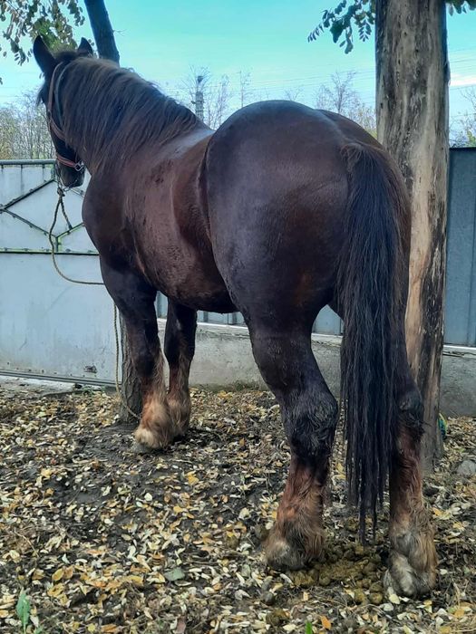 Mănz 2 ani si  jumătate.