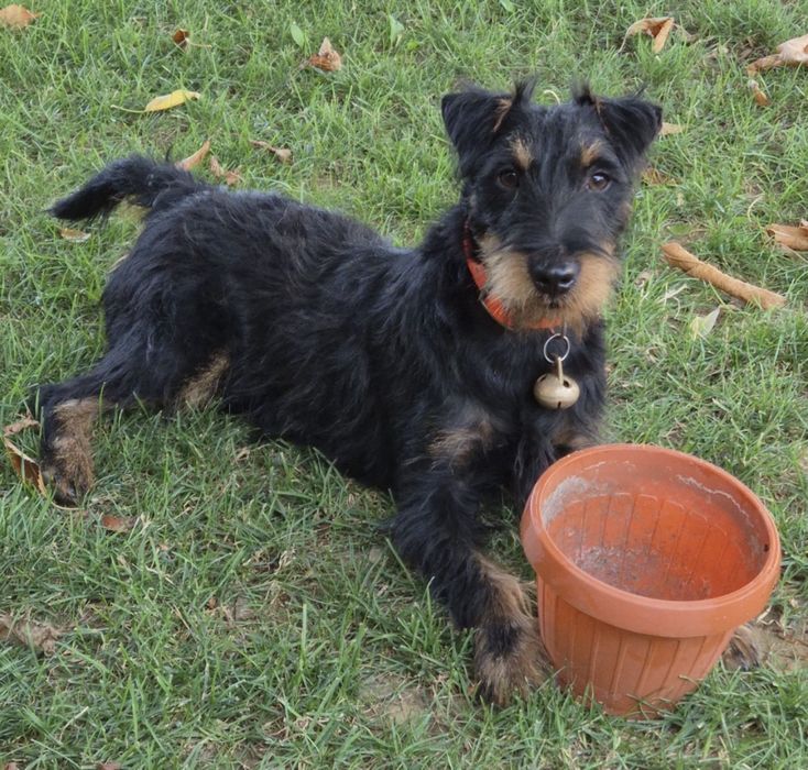 Jagd Terrier un an si trei luni mascul