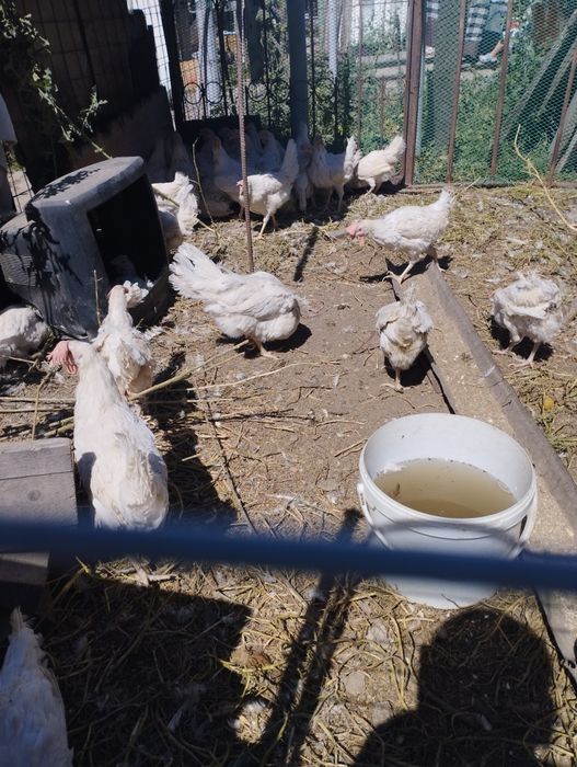 Продам кур несушек