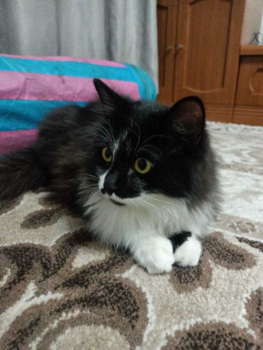 котик в добрые руки