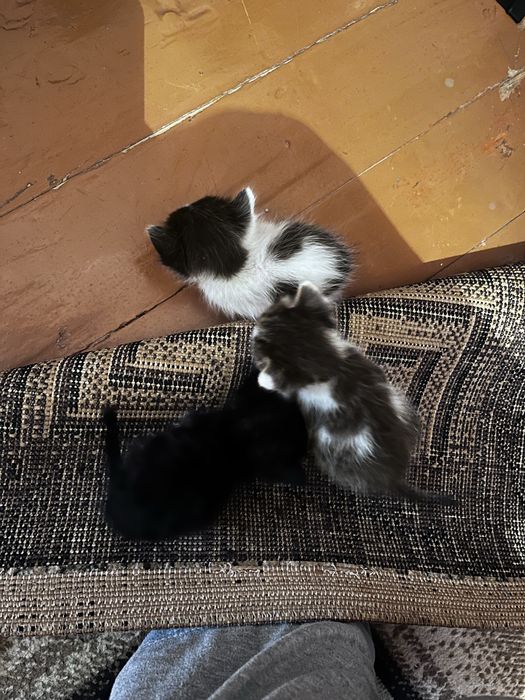 Котята бесплатно