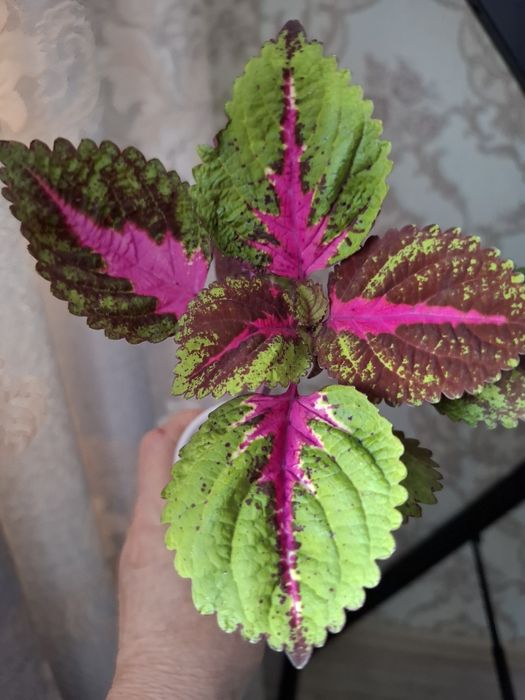 Комнатные цветы в копилочку