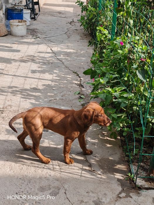 Такса кушик сатылады