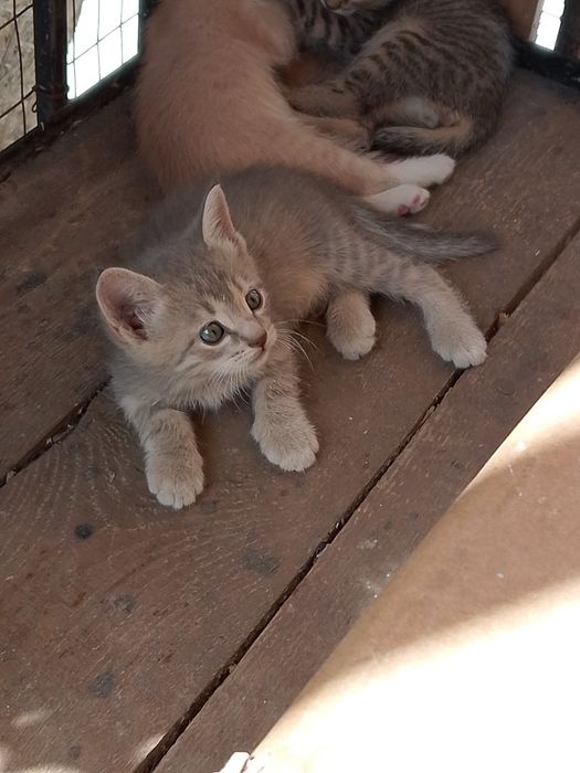 Четыре котята  отдам даром