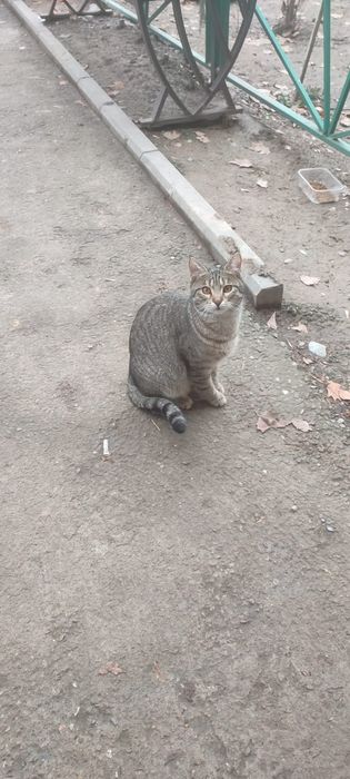 Котята котёнок мысык