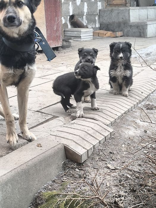 Отдам щенков бесплатно