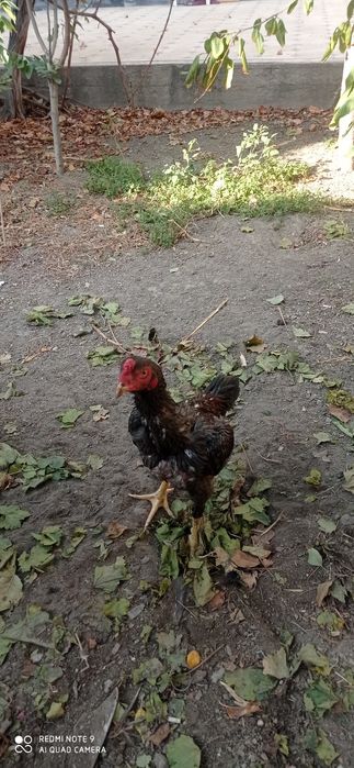 Juja sotiladi. 6 oylik jujalar. Kulangi