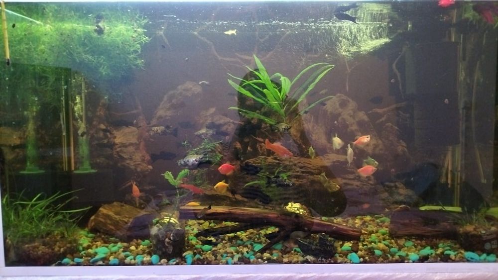 Аквариум в хорошем качестве