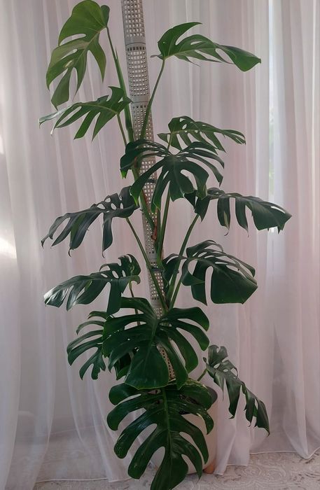 Домашние комнатные цветы