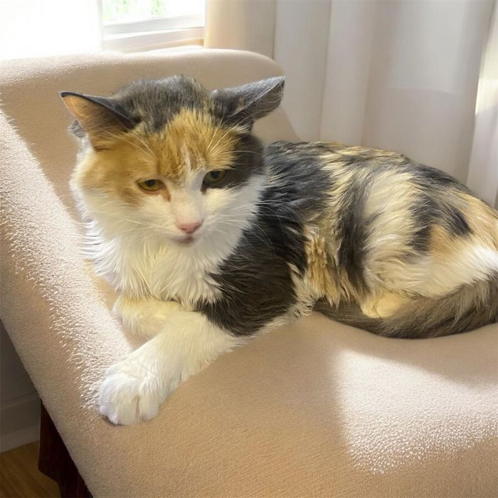 Кошечка в  самую лучшую семью