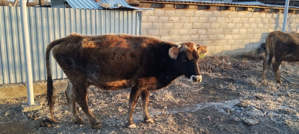 Продам корову и первотелку с теленком