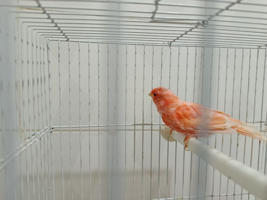 Канарейка мода шмель