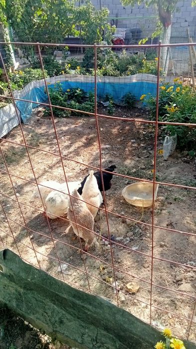 Жас тауықтар сатылады