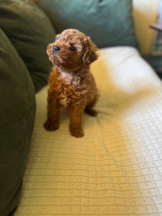 Той пудел - мини