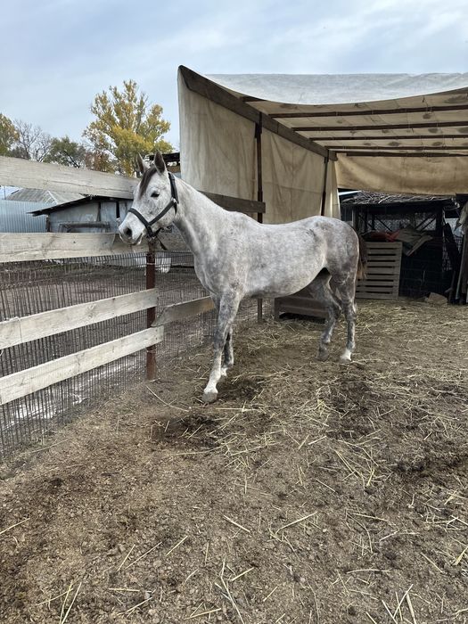 Арабская чистокровная