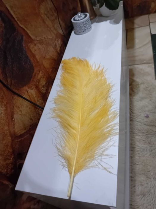 Pene de struț pentru evenimente