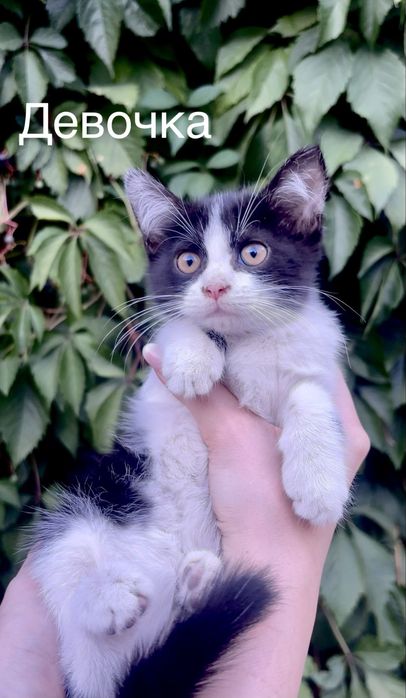 Котята в любящие руки