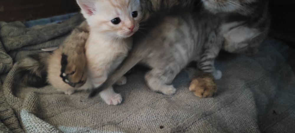 Отдам котят в хорошие руки