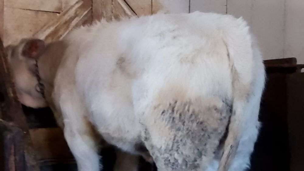 Vând vițică belgiană de 5 luni