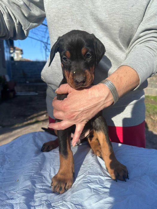 Доберманчета - родословни родители