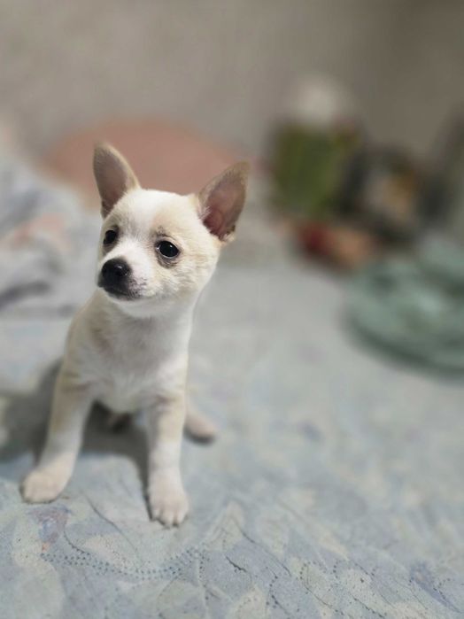 Пинчери 2 женски