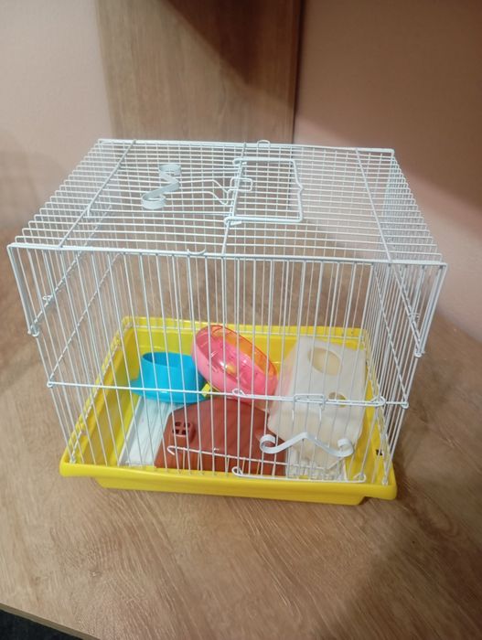 Девочка хомяк 1.5 месяцев