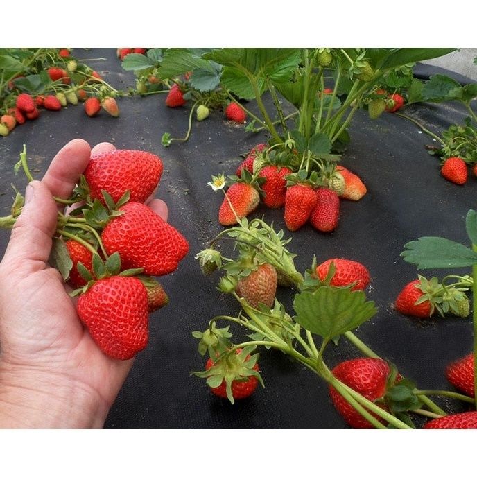 Stoloni căpșuni soiul  murano