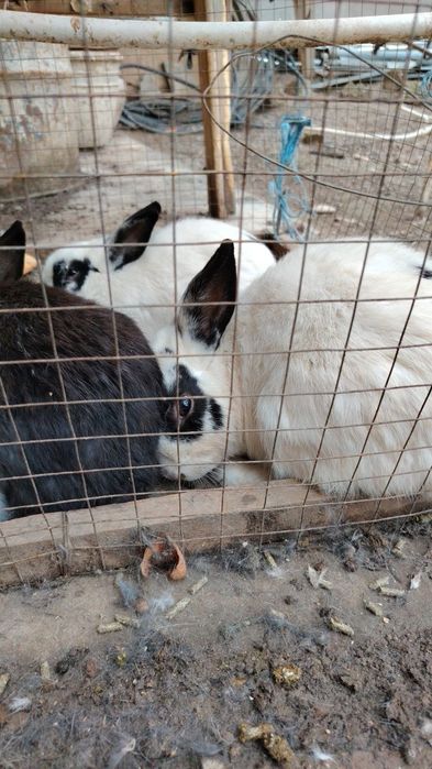 Куёнлар сотилади