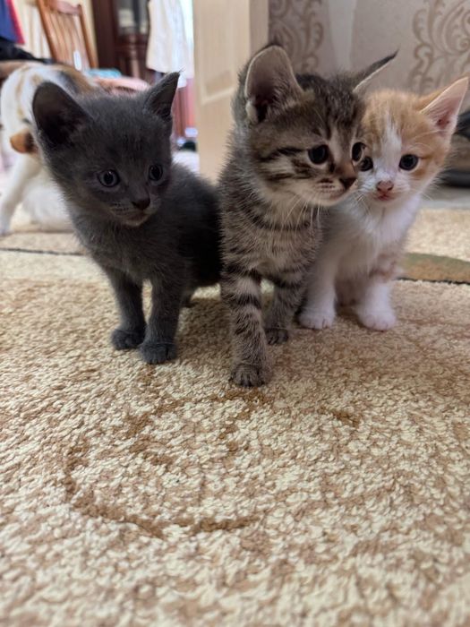 Отдам котят в добрые руки