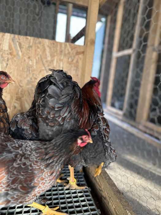 Cocosi Wyandotte Wiandotte 2025 TOP rasa pura GSG albastru auriu