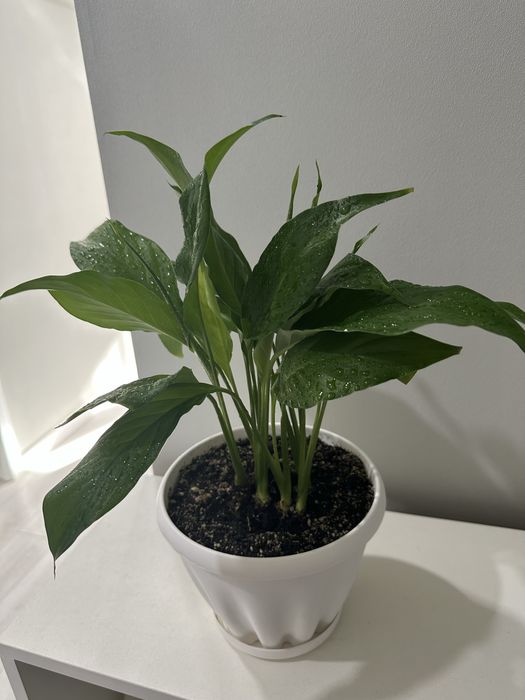 спатифиллум / женское счастье