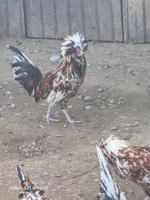 Gaini padoane portelan