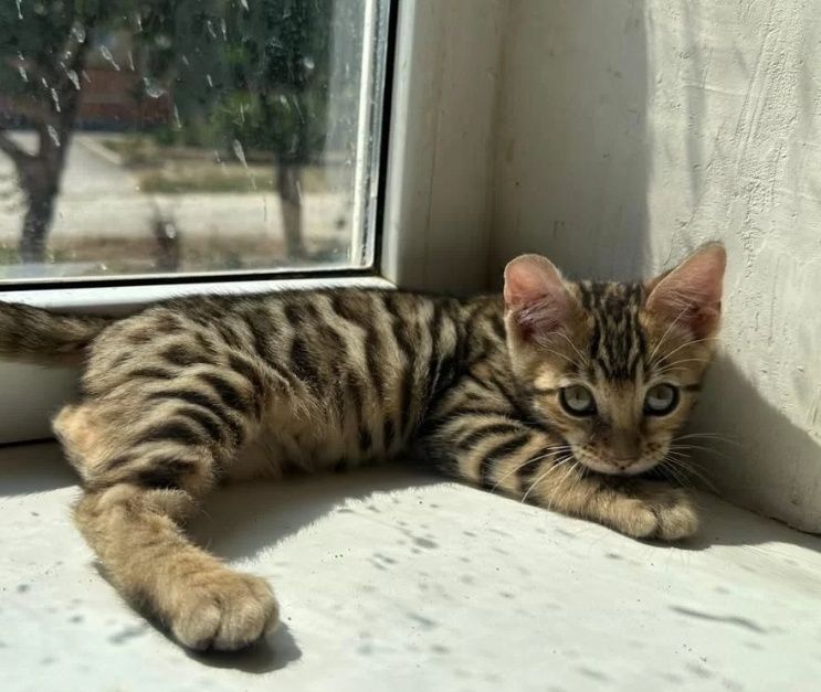 Бенгальские котята