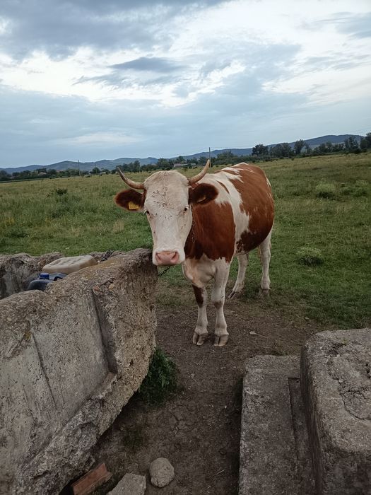 De vânzare vaca la a 2 fatare