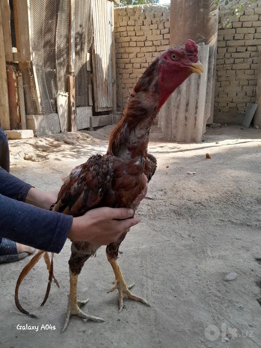 Dalang hóroz kami bor