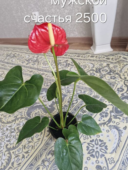 Уй гұлдері арзан