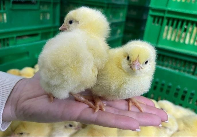 Инкубационные яйца Бройлер