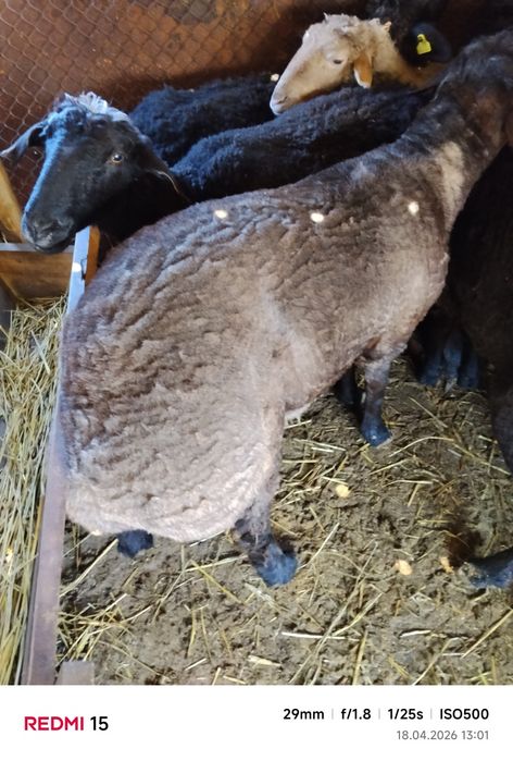 Продам кошкара на развод эдильбай