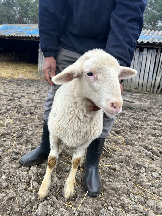 Vand berbecuț Assaf