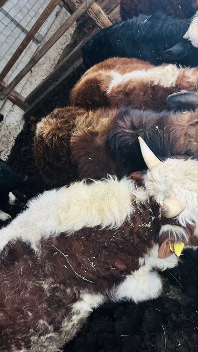 1.5-2 жасар бұқалар