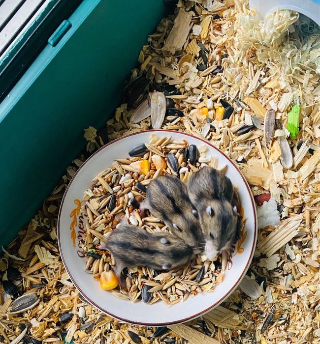 Отдам хомячков в добрые руки