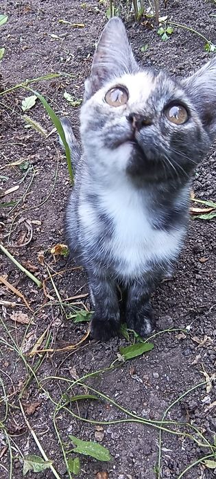 Котёнок девочка.
