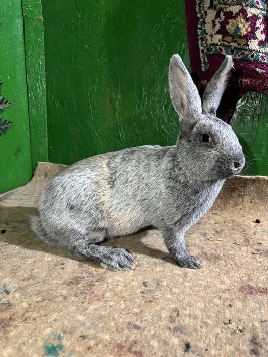 Iepurași Marele Argintiu Deschis