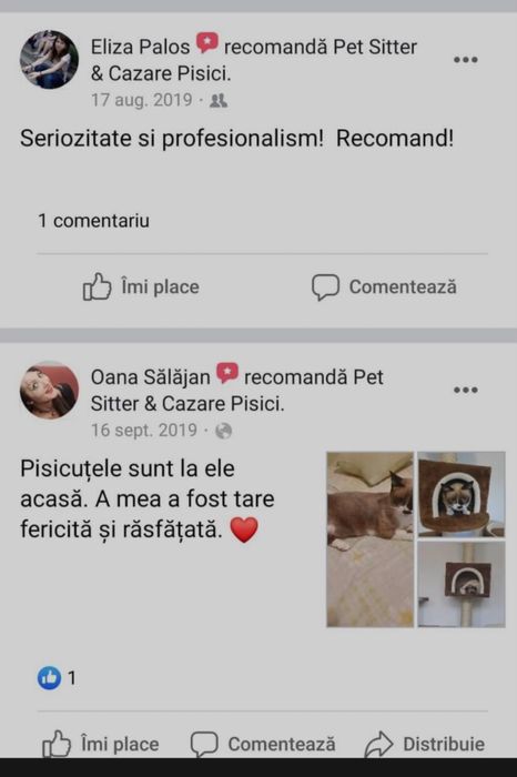 Pet Sitter & Pet Sitting - Dog & Cat Boarding