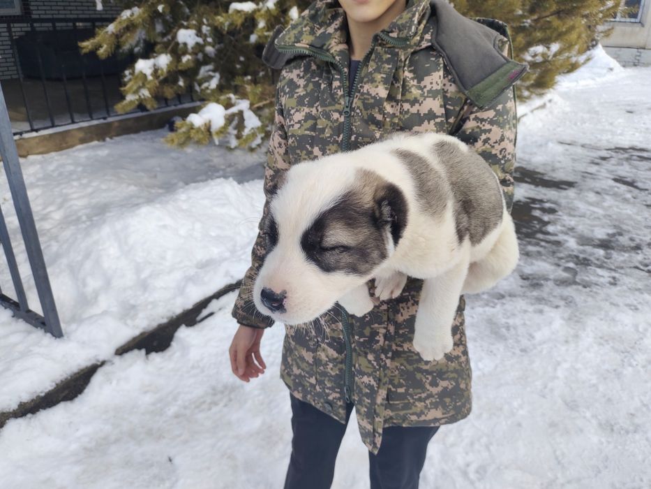 Продам хорошую девочку алабая