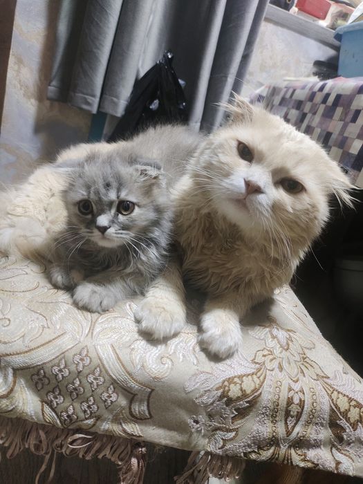 Продам чистокровную скоттиш фолд