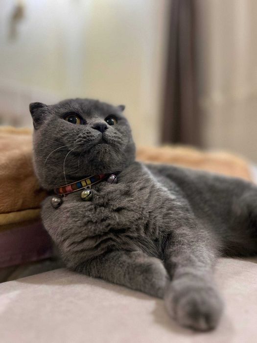 Скоттиш-фолд (Scottish Fold)