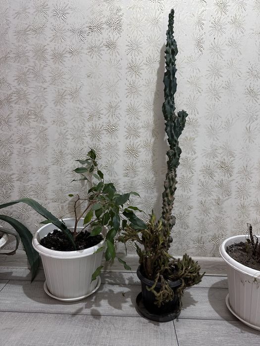 Комнатные цветы по 5000 тг