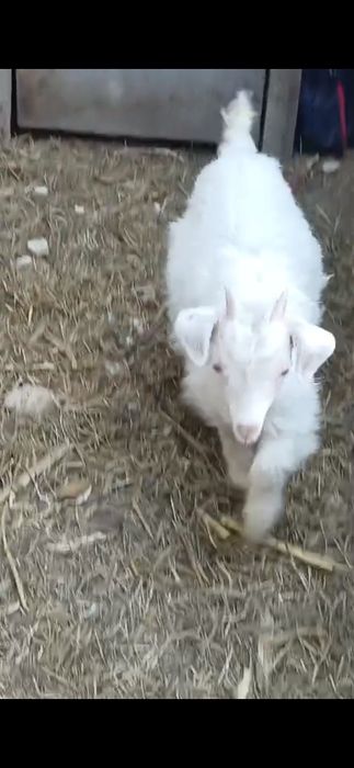 Căprita saanen elvetiana