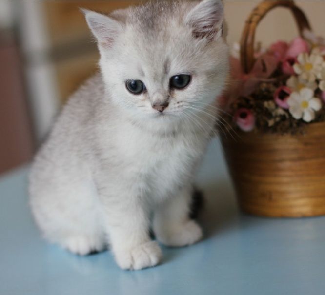 Котята Мраморные , Шиншиллы , Бикалоры